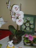 LINDAS ORQUIDÉAS